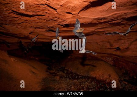 Sundevall Blatt-gerochene Fledermäuse (Hipposideros Caffer) während des Fluges im Wald Schlafplatz Höhle. Bai Hokou, Dzanga-Ndoki Nationalpark, Zentralafrikanische Republik. Stockfoto