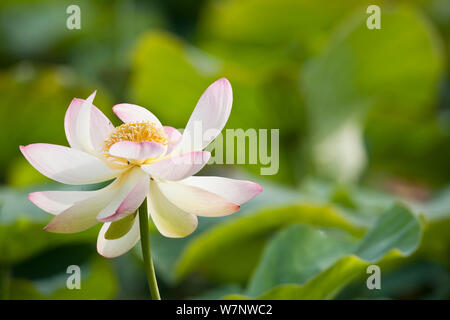 Indischer Lotos (Nelumbo nucifera) in Blüte. Endemisch in Indien, in Südostasien und in Australien. Deutschland, September. Stockfoto