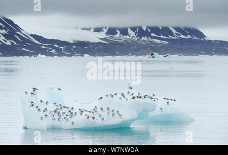 Dreizehenmöwe (Rissa tridactyla) ruht auf einem Eisberg, Svalbard, Norwegen Juli Stockfoto