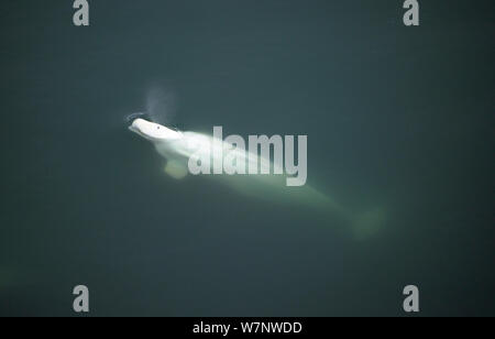 Beluga oder weißen Wal (Delphinapterus leucas) auf einzelne auftauchen Um zu atmen, Svalbard, Norwegen Stockfoto