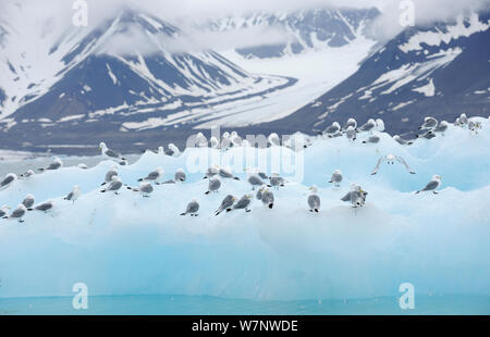 Dreizehenmöwe (Rissa tridactyla) ruht auf einem Eis berg, Svalbard, Norwegen Juli Stockfoto