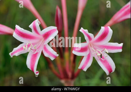 Kap gras Lily (Crinum sp) in Blüte, St Lucia Wetlands Nationalpark, Südafrika Stockfoto