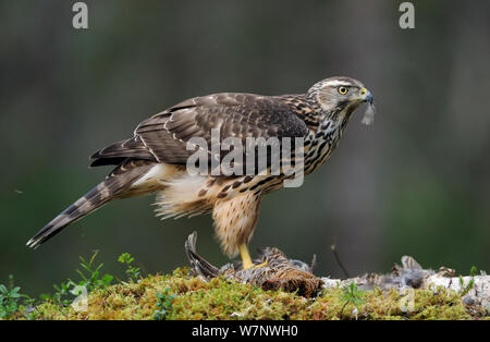 Northern Habicht (Accipiter gentilis) an Vogel zu töten, Flatanger, Nord-Trandelag, Norwegen November Stockfoto