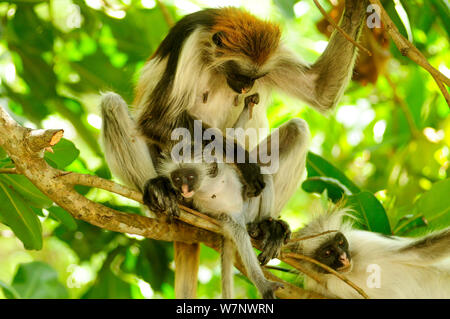 Sansibar Roten Stummelaffen (Piliocolobus Kirkii) Mutter und Junge im Baum, Jozany Wald, Sansibar, Tansania. Hochgradig gefährdeten Stockfoto