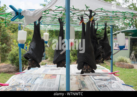 Brillentragende Flughund (Pteropus Conspicillatus) Babys hängen in ihrer Kinderstube bei Tolga Bat Hospital, North Queensland, Australien, November 2012 Stockfoto