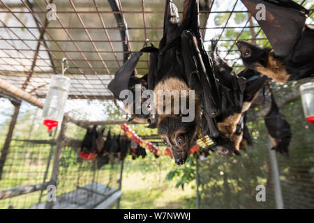 Brillentragende Flughunde (Pteropus Conspicillatus) in Voliere bei der Fütterung, die Fledermäuse sind eine Vielzahl von Obst und trinken Milch und Wasser, Tolga Bat Hospital, North Queensland, Australien, November 2012 gefüttert Stockfoto