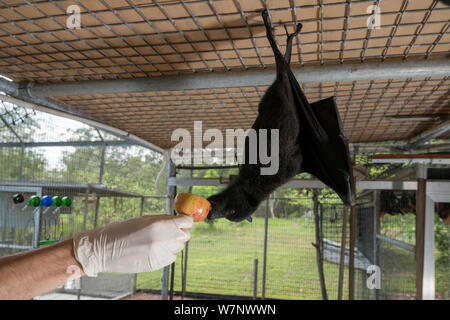 Zentrale/Schwarz Flying Fox (Pteropus alecto) Rusty, spitzbübisch als Pflegeperson füttert ihn Apple in der Voliere, Tolga Bat Krankenhaus, North Queensland, Australien November 2012 Stockfoto