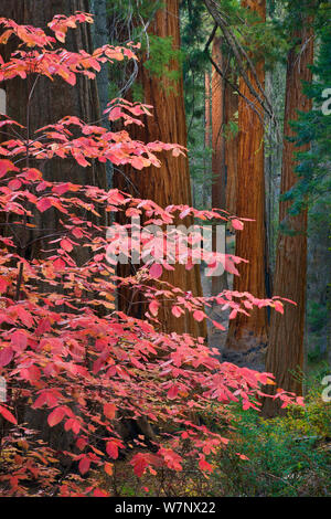 Hartriegel (Cornus nuttallii) Blätter im Herbst, zwischen riesigen Mammutbäume (sequoiadendron giganteum) Sequoia National Park, Kalifornien, im Oktober. Stockfoto