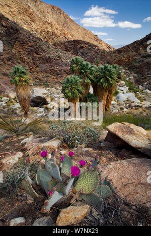 Beavertail Kakteen (opuntia basilaris) in voller Blüte mit Kalifornien Ventilator Palmen (Washingtonia filifera) hinter, Anza-Borrego State Park, Kalifornien, April. Stockfoto