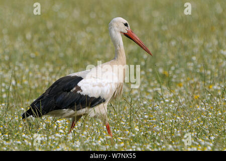 Weißstorch (Ciconia ciconia) zu Fuß durch das Feld Blumen. Extremadura, Spanien, Mai. Stockfoto