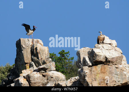 Schwarzstorch (Ciconia nigra) mit Gänsegeier (Tylose in Fulvus) auf Felsen thront. Extremadura, Spanien, Mai. Stockfoto