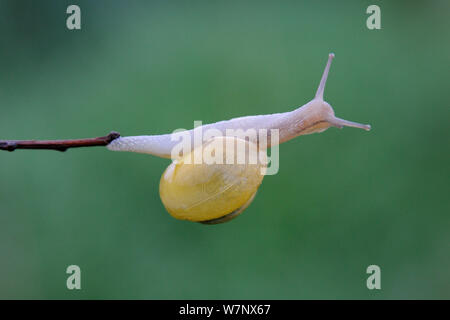 Garten/Grove Schnecke (Cepaea nemoralis) am Zweig. Vogesen, Frankreich, Mai. Stockfoto