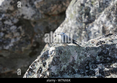 Blaumerle (Monticola solitarius) in Rock. Extremadura, Spanien, Mai. Stockfoto