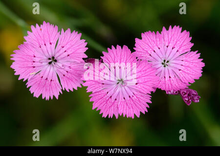 Sequier's Pink (Dianthus seguieri) in Blüte. Aubrac, Frankreich, Juli. Stockfoto