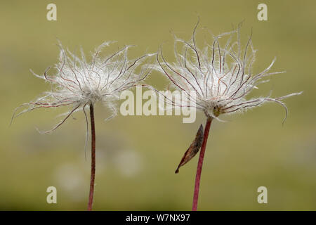 Pasque flower (Pulsatilla vulgaris) Samen köpfen Aubrac, Frankreich, Juli. Stockfoto