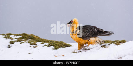 Lämmergeier/Bartgeier (Gypaetus Barbatus) auf Schnee. Nationalpark Ordesa, Spanische Pyrenäen, April. Stockfoto