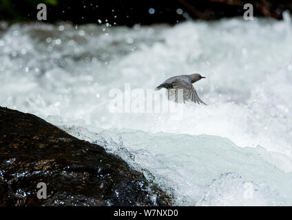 Amerikanische Pendelarm (Cinclus mexicanus) im Flug über White Water Rapids. Lee Vining Creek, Mono Lake Basin, Kalifornien, USA, April. Stockfoto