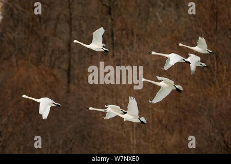 Tundra Swans (Cygnus columbianus) Herde im Flug im Winter/Frühling Migration. New York, USA, März. Stockfoto