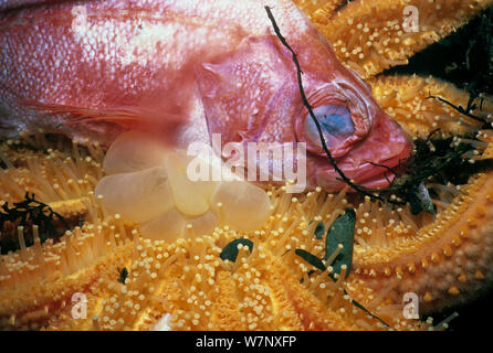 Sonnenblume SeaStar (Pycnopodia helianthoides) scavenging tot Yelloweye Rockfish (Sebastes ruberrimus). Vancouver Island, British Columbia, Kanada, Nord Pazifik. Stockfoto