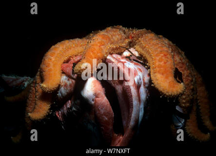 Sunflower Sea Star (Pycnopodia helianthoides) scavenging tot Yelloweye Rockfish (Sebastes ruberrimus) Vancouver Island, British Columbia, Kanada, Nord Pazifik. Stockfoto