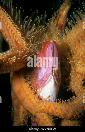 Sunflower Sea Star (Pycnopodia helianthoides) scavenging tot Yelloweye Rockfish (Sebastes ruberrimus) Vancouver Island, British Columbia, Kanada North Pacific Ocean Stockfoto