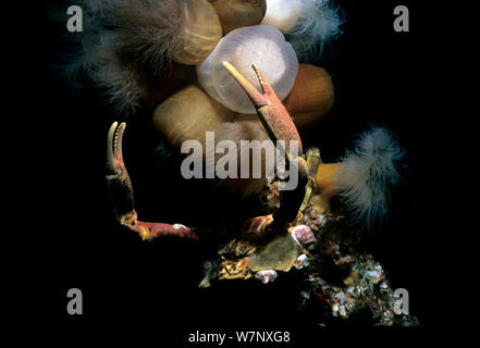 Kryptische Kelp Crab (Pugettia richii) und Plumose Anemonen (metridium Giganteum). Vancouver Island, British Columbia, Kanada, Pazifik Stockfoto