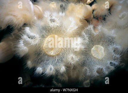 Nahaufnahme der White-Plumed Anemonen (Metridium Farcimen). Königin Charlotte Strait, Britisch-Kolumbien, Kanada, Nord-Pazifik Stockfoto