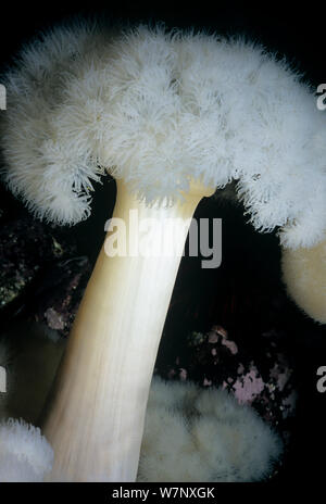 Nahaufnahme der White-Plumed Anemone (Metridium Farcimen). Königin Charlotte Strait, Britisch-Kolumbien, Kanada, Nord-Pazifik Stockfoto