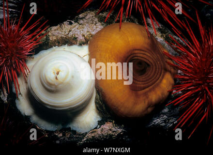 Close-up Metridium Anemonen (Metridium farcimen) und Rot (Seeigel, Strongylocentrotus franciscanus). Queen Charlotte Strait, British Columbia, Kanada, Nord Pazifik. Stockfoto