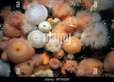 Close-up Metridium Anemonen (Metridium farcimen). Queen Charlotte Strait, British Columbia, Kanada, Nord Pazifik. Stockfoto