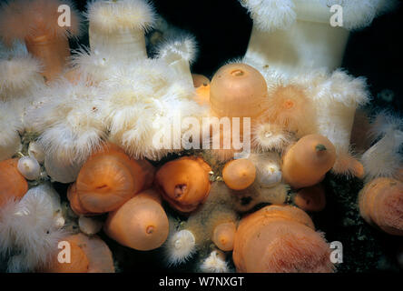 Close-up Metridium Anemonen (Metridium farcimen). Queen Charlotte Strait, British Columbia, Kanada, Nord Pazifik. Stockfoto