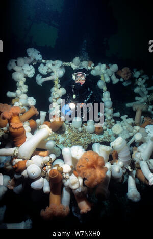 Taucher erkunden Brücke auf Saskatchewan Schiffbruch, ein künstliches Riff mit riesigen Plumose Anemone (Metridium farcimen), Vancouver Island, British Columbia, Kanada, Pazifik Modell abgedeckt. Stockfoto