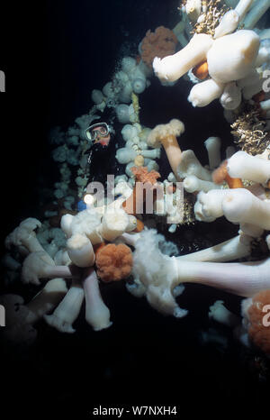 Taucher erkunden Brücke auf Saskatchewan Schiffbruch, ein künstliches Riff mit riesigen Plumose Anemone (Metridium farcimen), Vancouver Island, British Columbia, Kanada, Pazifik Modell abgedeckt. Stockfoto