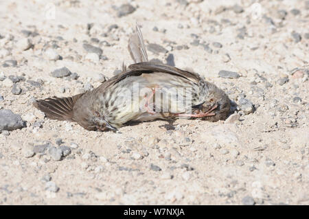 Karoo Prinia (Prinia Maculosa) Männer auf dem Boden kämpfen. deHoop Nature Reserve, Western Cape, Südafrika, September. Stockfoto