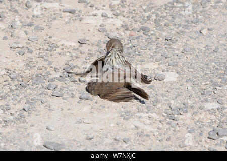 Karoo Prinia (Prinia Maculosa) Männer auf dem Boden kämpfen. deHoop Nature Reserve, Western Cape, Südafrika, September. Stockfoto