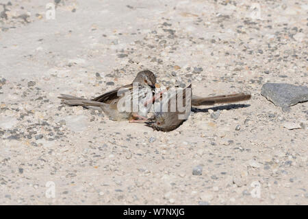 Karoo Prinia (Prinia Maculosa) Männer auf dem Boden kämpfen. deHoop Nature Reserve, Western Cape, Südafrika, September. Stockfoto