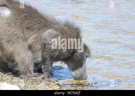 Chacma baboon (Papio hamadryas ursinus), Alpha Male trinken aus vlei. deHoop, Western Cape, Südafrika, September. Stockfoto