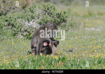 Chacma Baboon (Papio hamadryas ursinus) Mutter mit 1 Wochen alten Säugling. deHoop Nature Reserve, Western Cape, Südafrika, September. Stockfoto