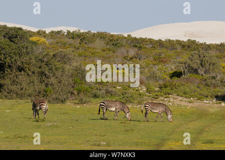 Cape Mountain Zebra (Equus zebra Zebra) im Fynbos. DeHoop Nature Reserve, Western Cape, Südafrika, September. Stockfoto