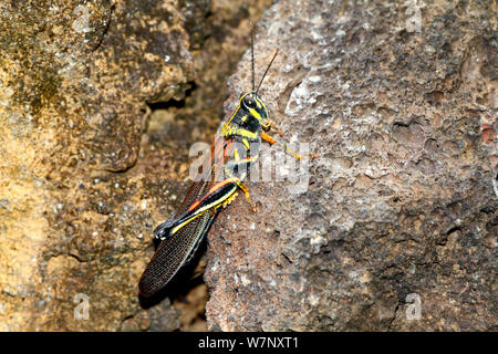 Große bemalte Locust (Schistocerca melanocera) ruht auf Rock. Santa Cruz, Galápagos-Inseln. Stockfoto