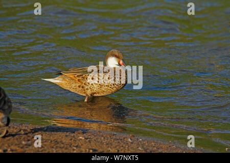 Weiß ist Pintail (Anas bahamensis) in Wasser. Floreana, Galapagos Inseln. Stockfoto