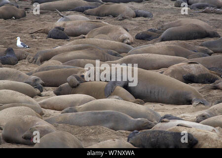 Nördliche See-Elefant (Mirounga leonina angustirostris) Ano Nuevo Elefant Robbekolonie, Big Sur, Kalifornien, USA, Januar Stockfoto