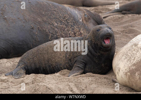 Nördliche See-Elefant (Mirounga leonina angustirostris) weibliche Aufruf, Ano Nuevo Elefant Robbekolonie, Big Sur, Kalifornien, USA, Januar Stockfoto