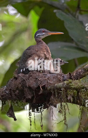 Sunbittern (Eurypyga helias) am Nest mit Küken, Soberania Nationalpark, Panama, August Stockfoto