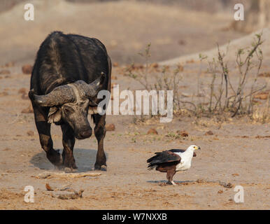 Afrikanischer Büffel (Syncerus Caffer) neugierig an African Fish Eagle (Haliaeetus vocifer) auf dem Boden in der Nähe, Hwange National Park, Zimbabwe, Oktober 2012 Stockfoto