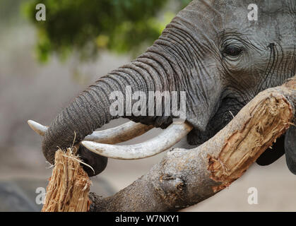 Afrikanischer Elefant (Loxodonta africana) stripping Rinde zu essen, Mana Pools Nationalpark, Simbabwe, Oktober 2012 Stockfoto