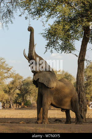 Afrikanischer Elefant (Loxodonta africana) bis mit Trunk auf hohen Ästen zu füttern, Mana Pools Nationalpark, Simbabwe, Oktober 2012 Stockfoto