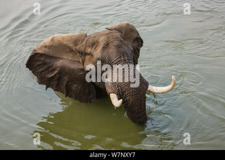 Afrikanischer Elefant (Loxodonta africana) im Sambesi, Mana Pools Nationalpark, Simbabwe, Oktober 2012 Stockfoto