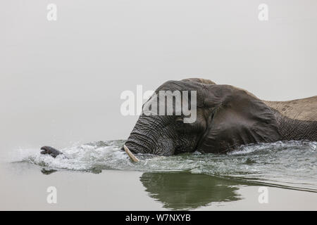 Afrikanischer Elefant (Loxodonta africana) im Sambesi, Mana Pools Nationalpark, Simbabwe, Oktober 2012 Stockfoto