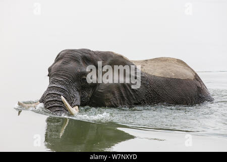 Afrikanischer Elefant (Loxodonta africana) im Sambesi, Mana Pools Nationalpark, Simbabwe, Oktober 2012 Stockfoto